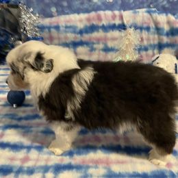 Lang - Blue merle male Miniature American Shepherd puppy in Garysburg, North Carolina from Schaefer's Miniature American Shepherds