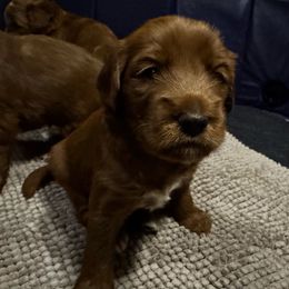Jack - Red  male Goldendoodle puppy in Henrico, Virginia from Paws 4 Doodles, LLC