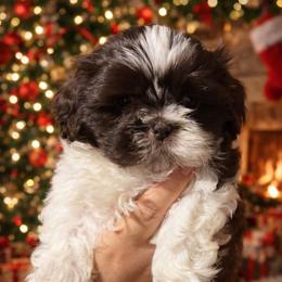 Boy 1 - Liver and white male Shih Tzu puppy in Seguin, Texas from Dolled Up Shih Tzus