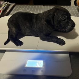Pantera - Black male Perro de Presa Canario puppy in Lenexa, Kansas from Medianoche GatoPerros