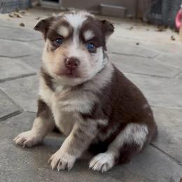 Minnie - Merle female Pomsky puppy in Spring Hill, Florida from PDQ Pomskies