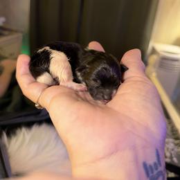 Blackie - Black parti male Pomeranian puppy in Snohomish County, Washington from Heartlove Poms