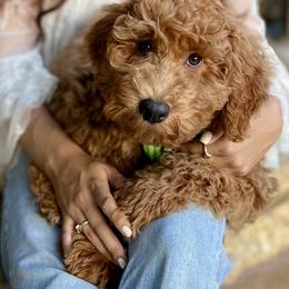 Hampton or Hammy  (Boy 1) - Red  male Goldendoodle puppy in Frederick, Maryland from Loving Doodles