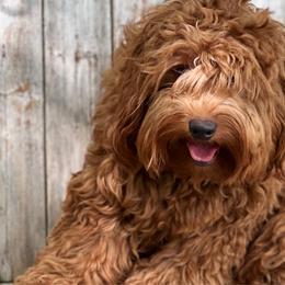 Toby - Goldendoodle