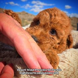 Mr. Purple - Red male Aussiedoodle puppy in Dolan Springs, Arizona from High Desert Companions
