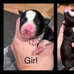 Miniature Australian Shepherd Puppies from South Branch Mini Aussies