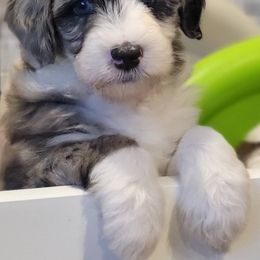 Australian Labradoodle, Bernedoodle, and Sheepadoodle Puppies from Lookingglass Doodles