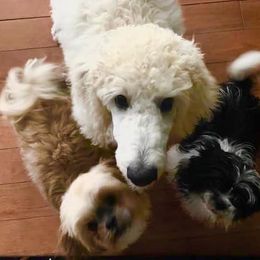 Shih Tzu Puppies from Suncoast Shih Tzus