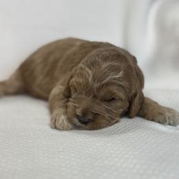 Girl 2 - female Australian Labradoodle puppy in Austin, Texas from AussieTex Labradoodles