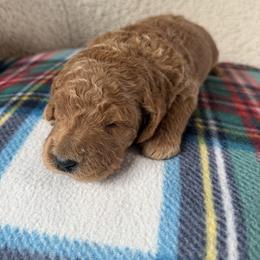 Alder - Red  male Goldendoodle puppy in Lowville, New York from Adirondack Goldendoodles