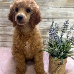Franny - Red  female Poodle puppy in Stockton, Utah from Mustanghills Doodles and Poodles