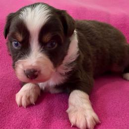 Female 1 - Red tri female Miniature Australian Shepherd puppy in Turner, Maine from Bear Pond Aussies / Leonbergers of Maine