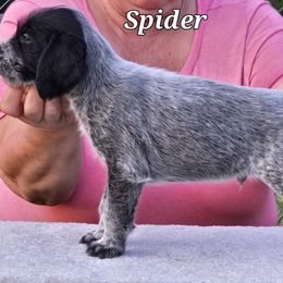 Spider - Black and white German Wirehaired Pointer puppy in Wellston, Ohio from Blue Line GWPs