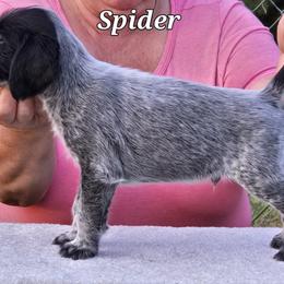 Spider - Black and white German Wirehaired Pointer puppy in Wellston, Ohio from Blue Line GWPs
