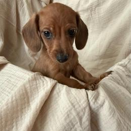 Boy 3 - Cream male Dachshund puppy in Moriarty, New Mexico from Lil Smokey’s of New Mexico