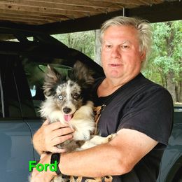 Ford - Toy Australian Shepherd