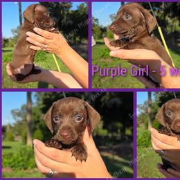 Purple girl - Chocolate female Dachshund puppy in Bell, Florida from SouthernMama Doxies