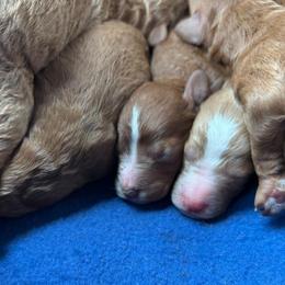 Girl 2 - Red  female Poodle puppy in Silverton, Oregon from Rambler Goldens