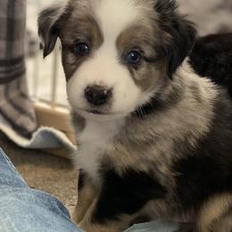 Miniature Australian Shepherd and Toy Australian Shepherd Puppies from Sunset Hill Mini & Toy Aussies