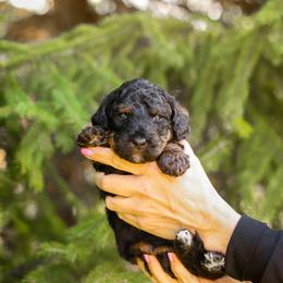 Bernedoodle and Goldendoodle Puppies from Saratoga Springs Doodles