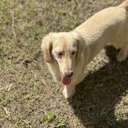 Coco - Dachshund