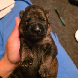 Green collar (Muffin) - Sable male German Shepherd puppy in Hermitage, Pennsylvania from Shepherds of the Hundred Acres