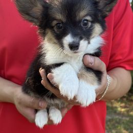 Mocha - Black and white female American Corgi puppy in Foreman Ar., Arkansas from Grassy Lake Corgis