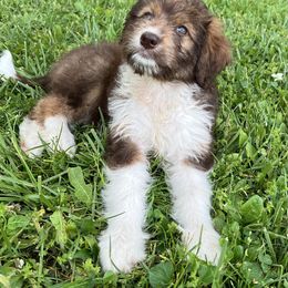 Aussiedoodle Puppies from A Dose Of Doodle