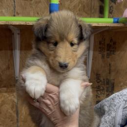 Scott - Sable and white male Collie puppy in Carencro, Louisiana from Cajun Bayou's Collies LLC
