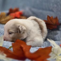 Gray Collar - Red merle female Miniature American Shepherd puppy in Statesboro, Georgia from Azure Miniature American Shepherds