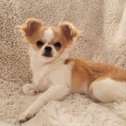 Juno - Chocolate and white female Chihuahua puppy in Space Coast, Florida from ChibiChi