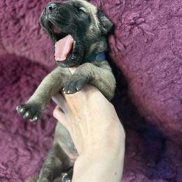 Borealis - Fawn female Great Dane puppy in Ocala, Florida from Cloud9 Bedlingtons and Argos Danes