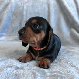 Biscuit - Black and tan male Dachshund puppy in Ocala, Florida from Weenie Boops