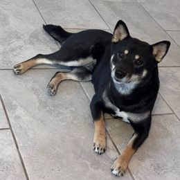 Athena - Shiba Inu