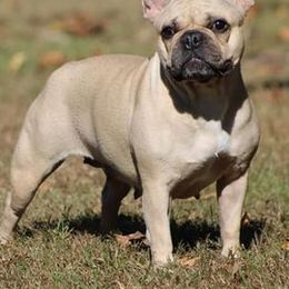 French Bulldogs and Rottweilers from Bullies of the Backwoods