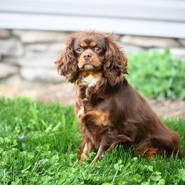 Latte - Cavalier King Charles Spaniel