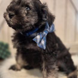 Odin - Salt and pepper male Miniature Schnauzer puppy in Rosemount, Minnesota from Weiland's Ruby