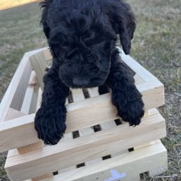 Labradoodle Puppies from Ross Farm Doodles