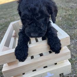 Labradoodle Puppies from Ross Farm Doodles