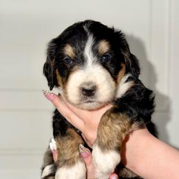 Rose - Tri-color female Bernedoodle puppy in Beecher, Illinois from Erica’s Doodles
