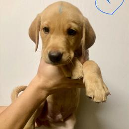 Blue - Yellow male Labrador Retriever puppy in Newaygo, Michigan from Royal Oak Gundogs