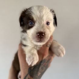 Rodeo - Red tri-color male Miniature American Shepherd puppy in Tucson, Arizona from Outlaw Minis