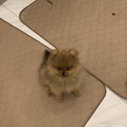 Pomeranian Puppies from Halo Poms