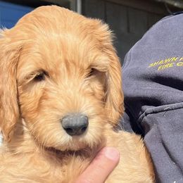 Goldendoodles from Fire House Pups