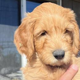 Goldendoodles from Fire House Pups