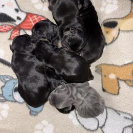 Boy 1 - Blue and Tan - Blue male French Bulldog puppy in Greeley, Colorado from Mandy Moon French Bulldogs