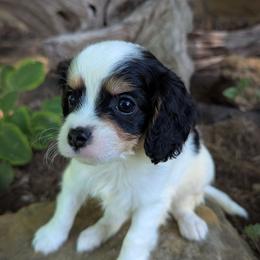 Tri Color Boy - Tri-color male Cavapoo puppy in San Diego, California from WW Cavapoos