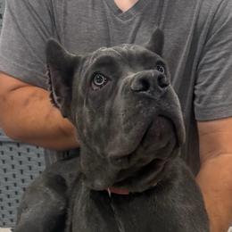 Hot Pink Collar - AKC and ICCF - Merci x Lawman - Gray brindle female Cane Corso puppy in Gorman, Texas from McOmber Country Kennels