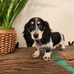 Darren - Piebald male Dachshund puppy in Lindsay, California from Lewis Creek Dachshunds