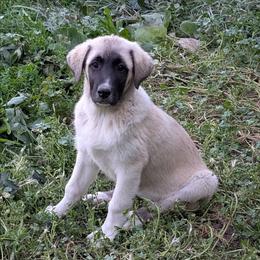 Boy 4 - Fawn male Anatolian Pyrenees puppy in Marysville, Ohio from Brotherton Family Farms